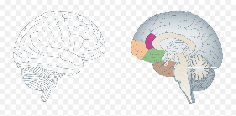 Human Brain Structure Free Image Download - Brain Bessel Van Der Kolk Emoji,Anatomy Of Emotion Art