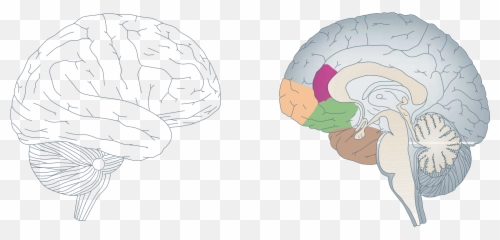 Human Brain Structure Free Image Download - Brain Bessel Van Der Kolk Emoji,Anatomy Of Emotion Art