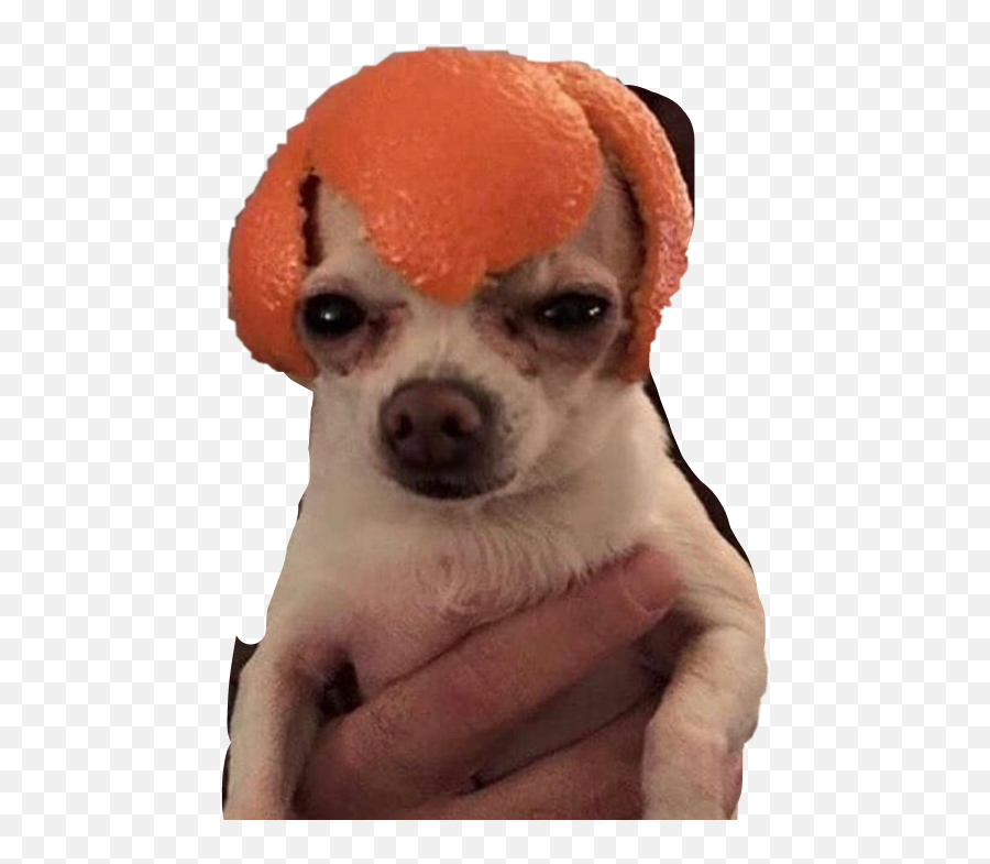 The Most Edited Mad - Dog Picsart Perro Con Una Naranja Emoji,Chihuahua Emoticon