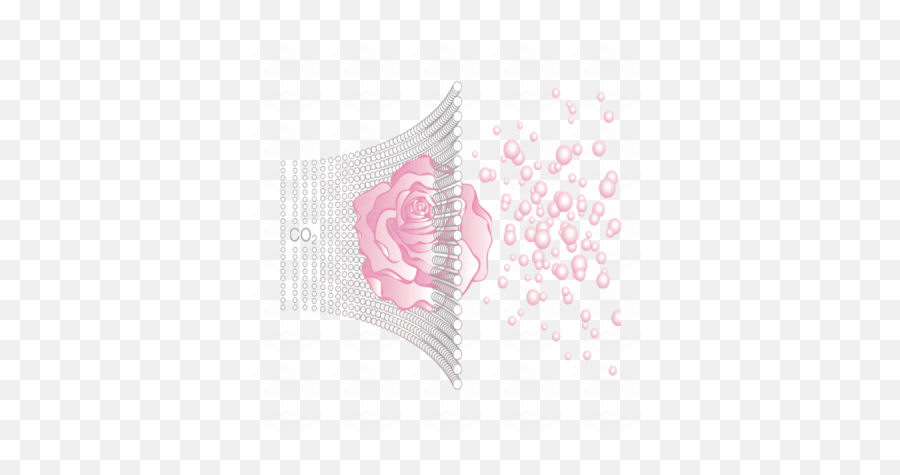 Rose Perfume - Organic Bulgarian Rose Alba Emoji,Emotion Kernel R26-zl Limited Edition