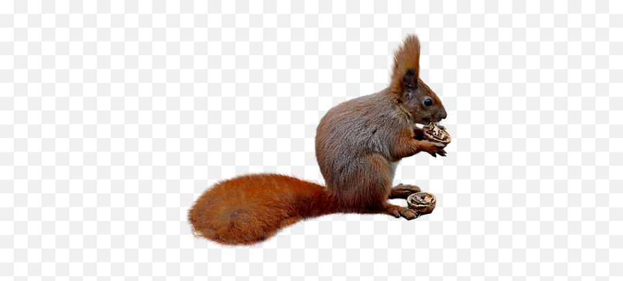 5000 Free Squirrel U0026 Animal Images Emoji,Squirrel Emoji