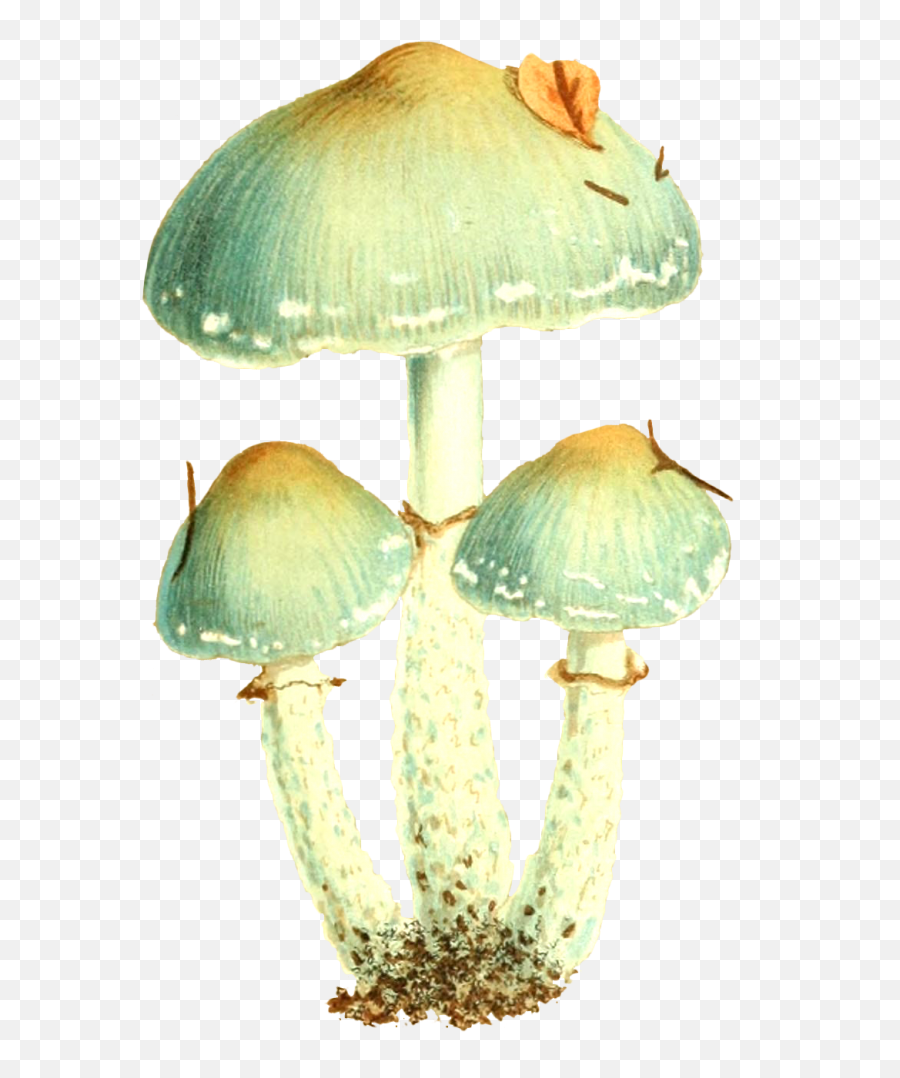 Mushroom Symbolism Meaning - All Mushroom Info Wild Mushroom Emoji,Mushroom Emoji
