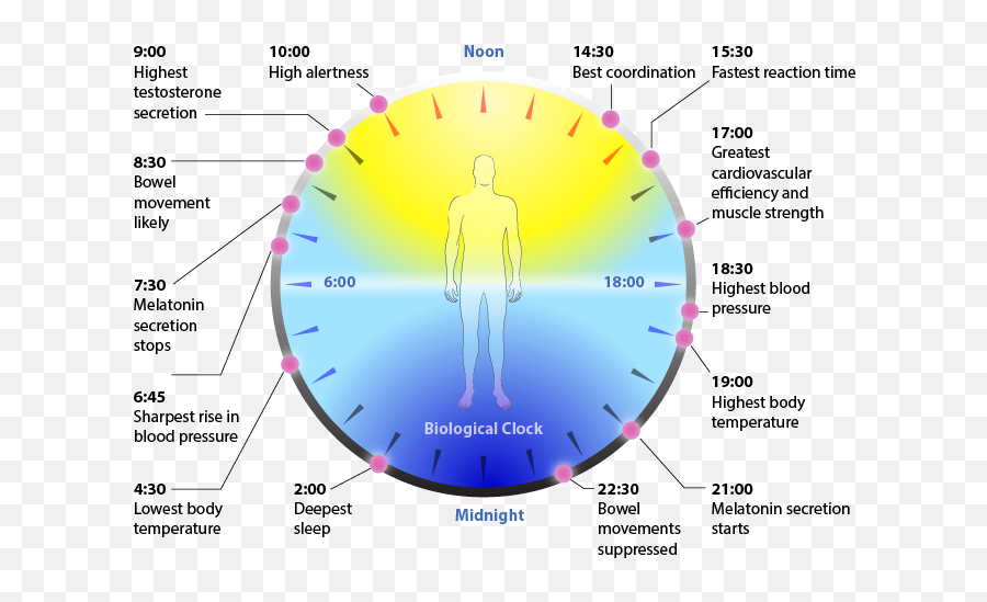 Circadian Rhythm Body Clock - Dangers Of Blue Light Emoji,Chinese Organ Clock And Emotions