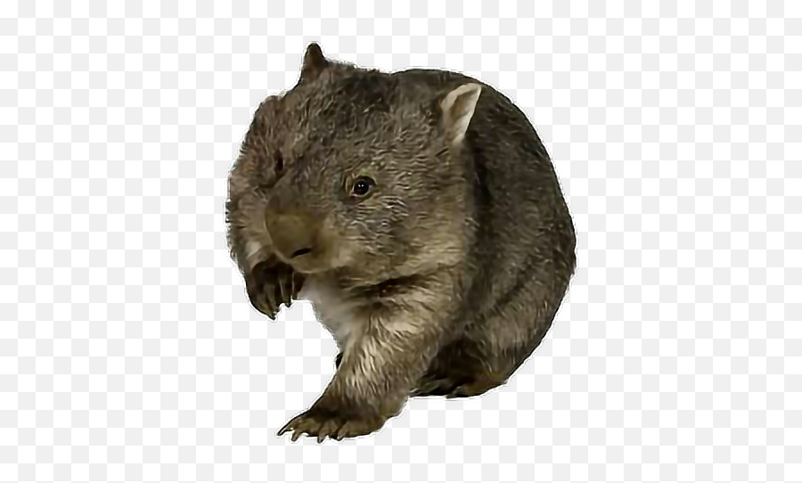Animal Wombat Australia Cute Sticker - Wombat Transparent Background Emoji,Wombat Emoji