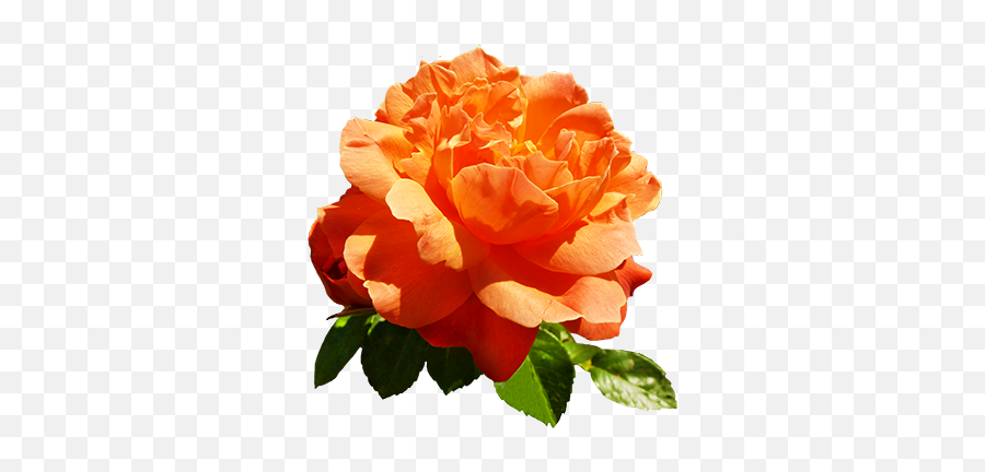 Clipart Of Valentine Day Roses - Transparent Orange Roses Png Emoji,Deep Emotions Roses