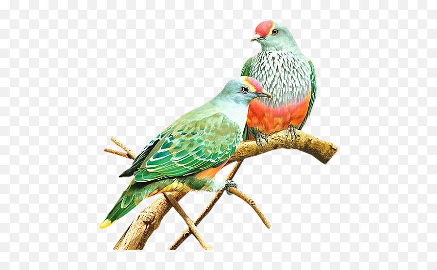Pin - Birds Emoji,:parrot: Emoticon