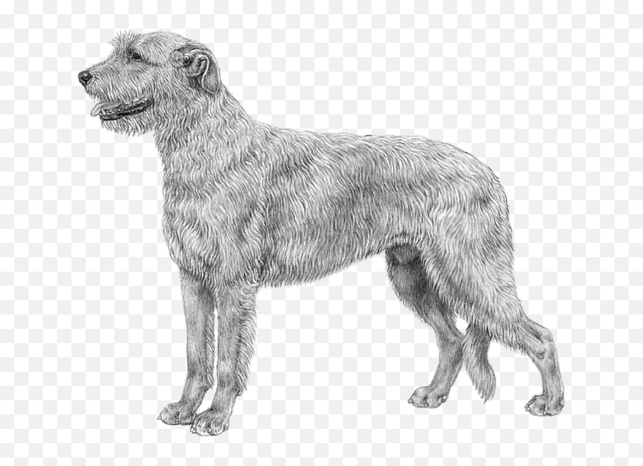 Irish Wolfhound - Transparent Irish Wolfhound Clip Art Emoji,Irish Wolfhound Emoji