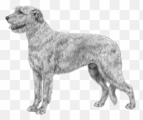 Irish Wolfhound - Transparent Irish Wolfhound Clip Art Emoji,Irish Wolfhound Emoji