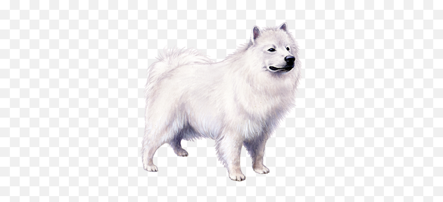 American Eskimo Dog Facts - White Pomeranian Dog Png Emoji,Eskimo Dancing Emojis