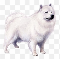 American Eskimo Dog Facts - White Pomeranian Dog Png Emoji,Eskimo Dancing Emojis