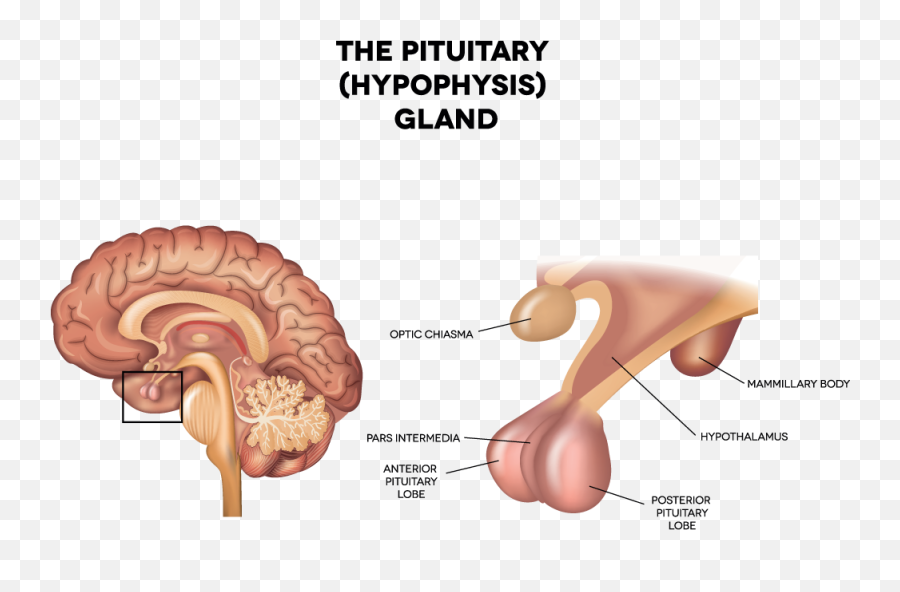 Hypothalamus - Hypophysis Brain Emoji,Hypothalamus Emotions