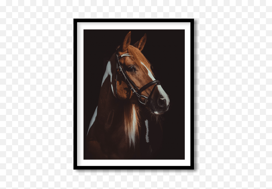 Animals Wall Art Wall Papers Wall Coverings Stickers Emoji,Show Emotion To Horses And Dogs
