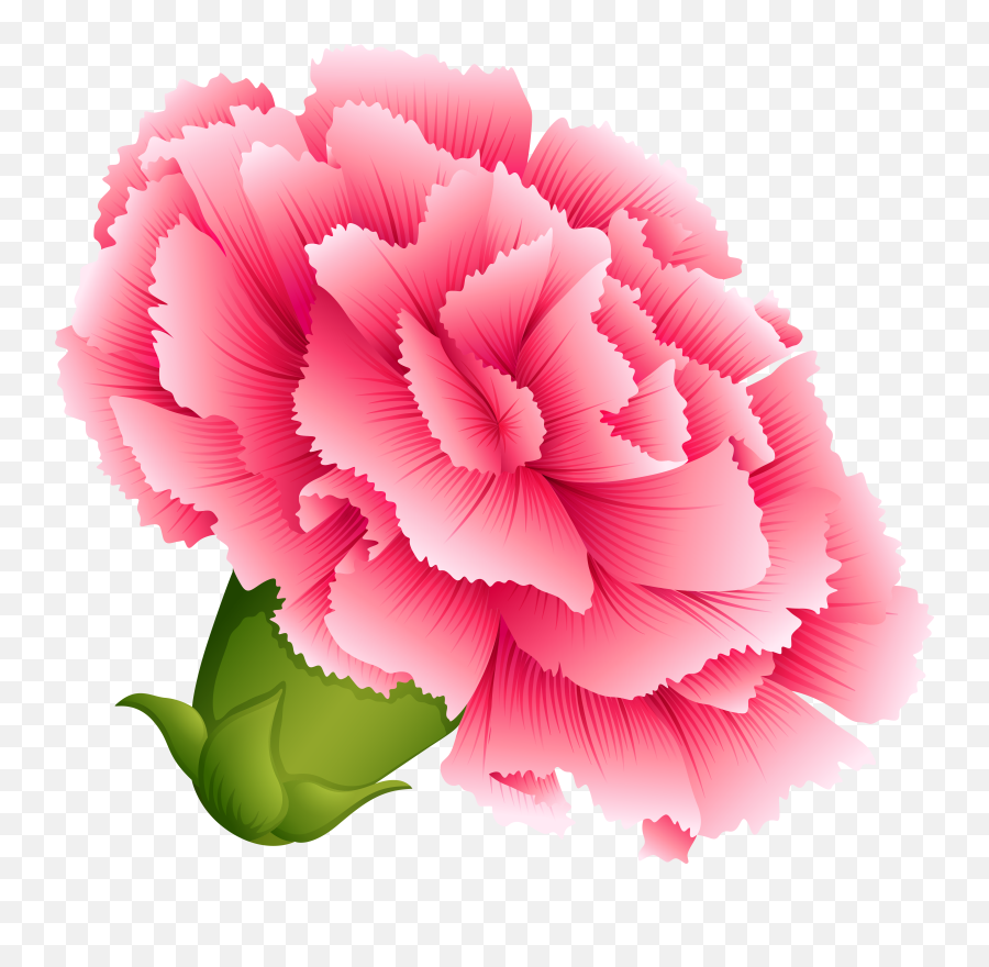 Carnation Transparent U0026 Free Carnation Transparentpng - Carnation Flower Clipart Emoji,Tardis Emoji Android
