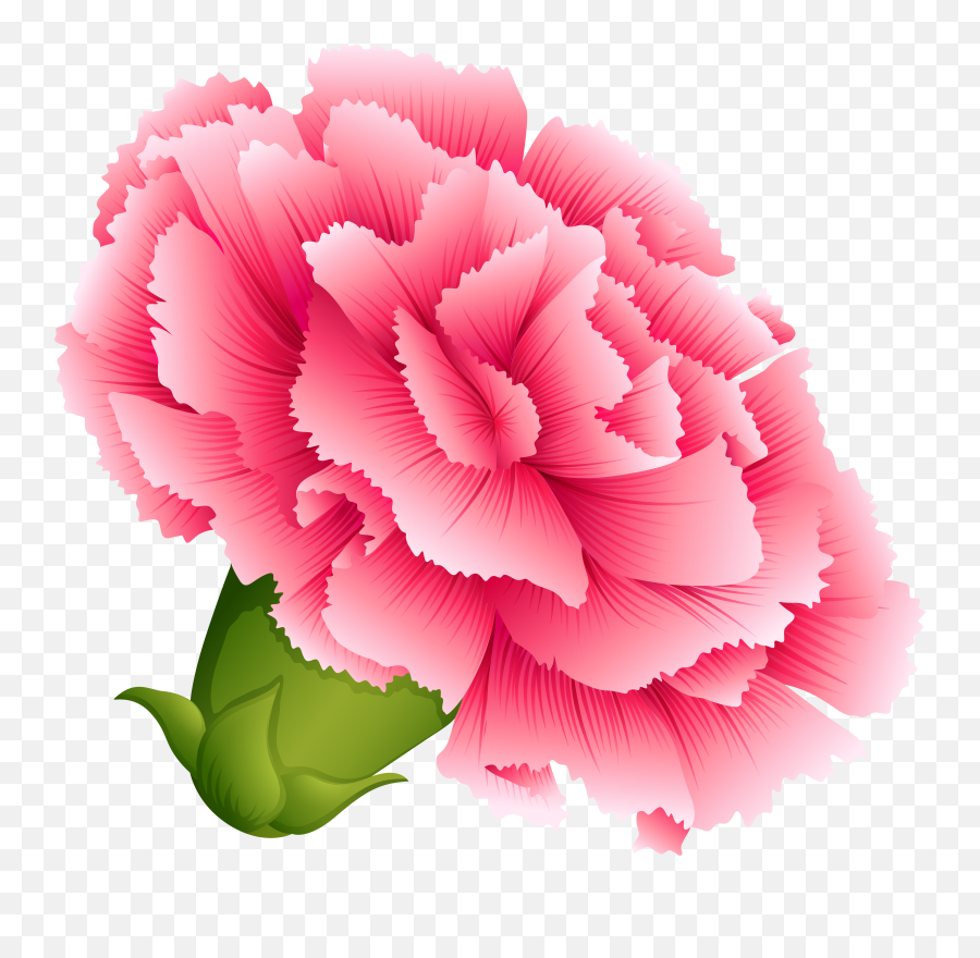 Carnation Transparent U0026 Free Carnation Transparentpng - Carnation