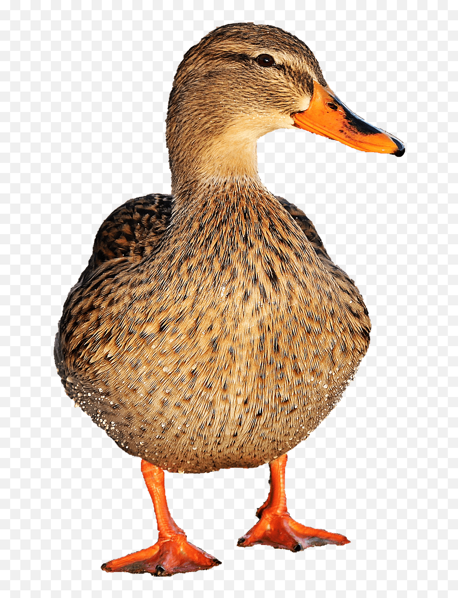 Waterfowl Png U0026 Free Waterfowlpng Transparent Images 59005 - Female Duck Png Emoji,Drake Bird Emoji