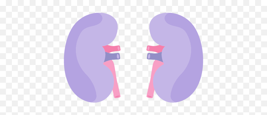 Kidney Human Organ - Rim Png Emoji,Kidney Emoji