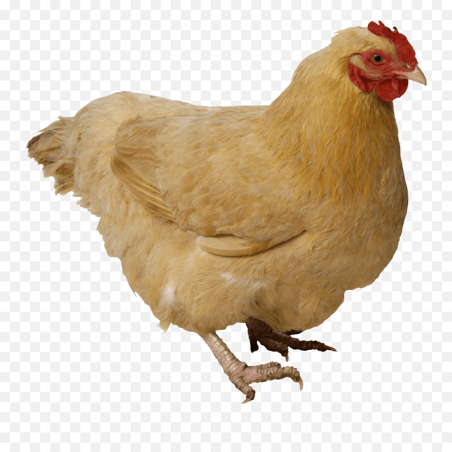 Chicken Leg Transparent Page 1 - Line17qqcom Chicken Transparent Png Emoji,Chicken Emoji Png