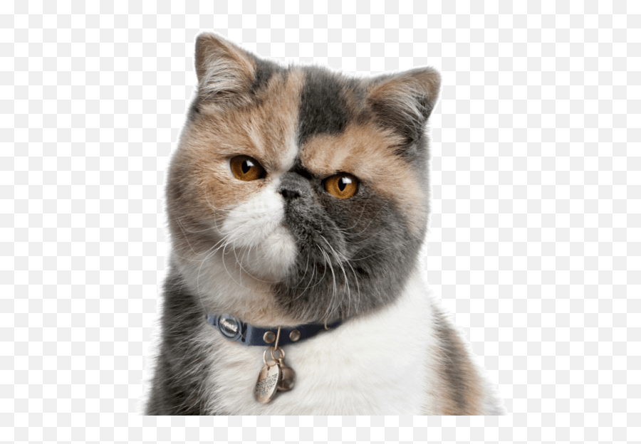 Exotic Kittens For Sale - Exotic Shorthair Cat Emoji,My Kitty Is Not Making The Emoticons Mo Creatures