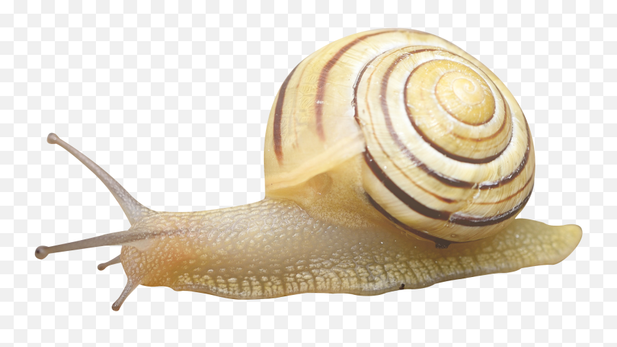Snail Png Transparent Background U2013 Png Lux - Snail Png Emoji,Gary The Snail With Emojis