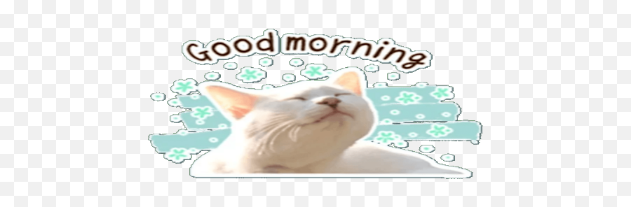 Cats Memes Whastickersapps Nuevos - Soft Emoji,Cat Meme 100 Emoji