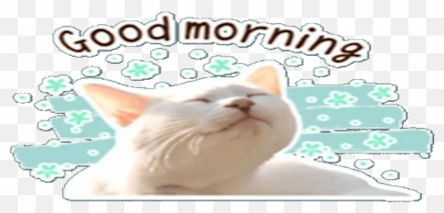 Cats Memes Whastickersapps Nuevos - Soft Emoji,Cat Meme 100 Emoji