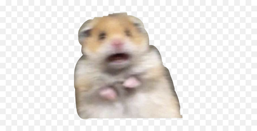 Hamster Scared Meme Sticker - Scared Hamster No Background Emoji,Hamaster Emoji