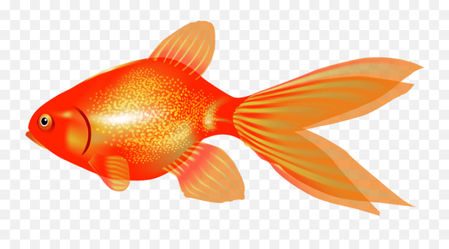 Free Png Download Goldfish Png Images Background Png Clipart - Goldfish Emoji,Magnifying Glass And Fish Emoji