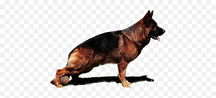 Testamonials - Northern Breed Group Emoji,How To Tell German Shepherds Emotions By Their Ears