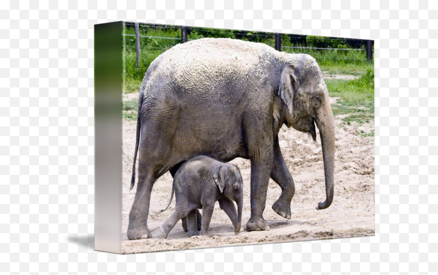 Baby Beko And Phoebe Running Around Columbus Zoo By Tripp Braden - Indian Elephant Emoji,Baby Emotion Posters