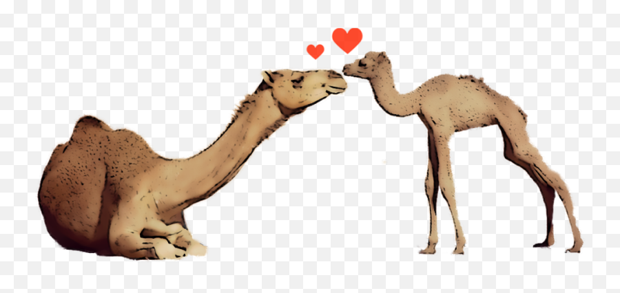 Camels Love Motherandchild Sticker - Sharing Emoji,Love Emojis Text Ascii Camel