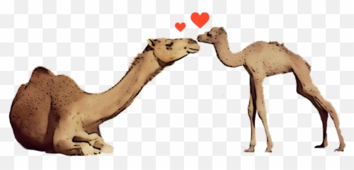 Camels Love Motherandchild Sticker - Sharing Emoji,Love Emojis Text Ascii Camel