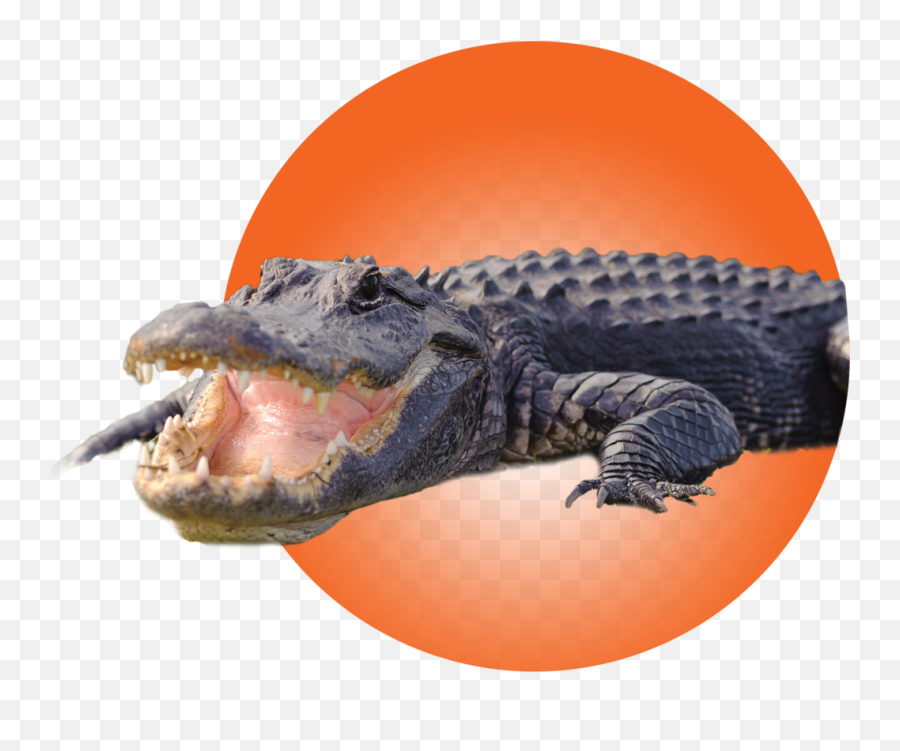 Gatorbait Home - Gatorbait In Melrose Fl Passarinho Limpando A Boca Do Jacaré Emoji,Facebook Emoticons Alligator