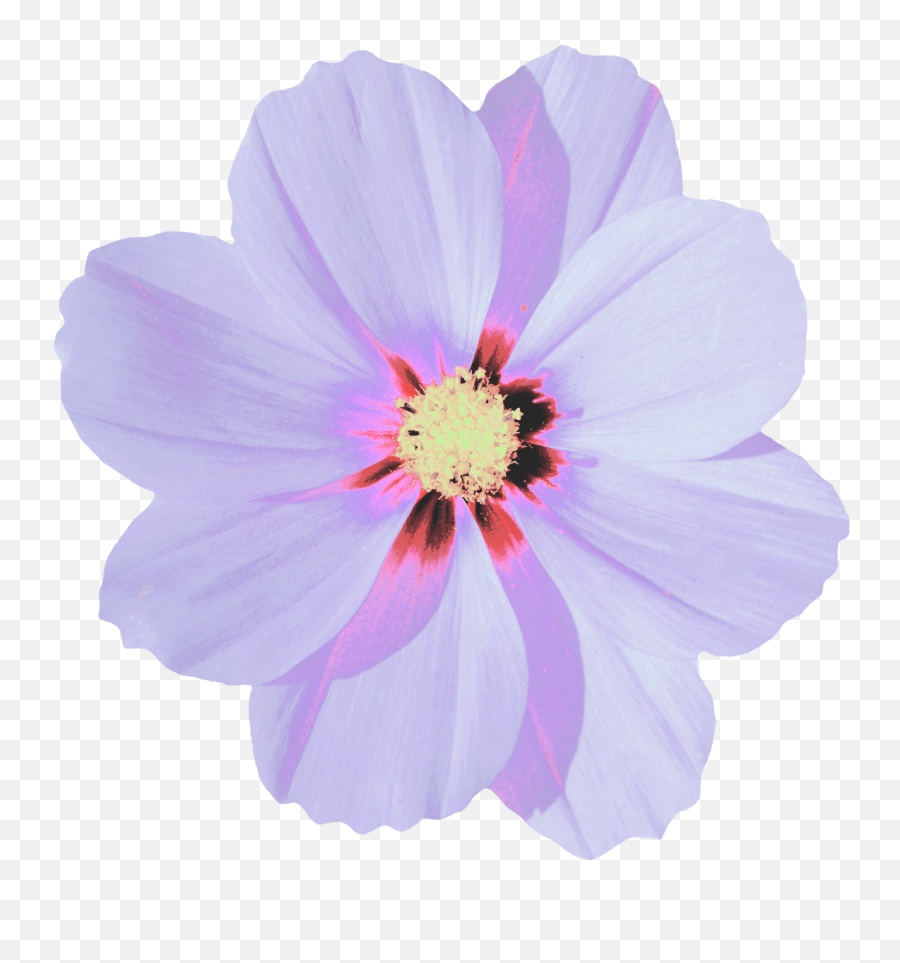 The Most Edited Ke Picsart - Garden Cosmos Emoji,Fondo De Emojis Para Hacer Gafetes