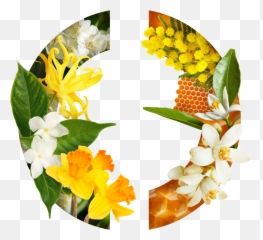 Pois De Senteur - Floral Emoji,Emotion De Whatsapp De Avion