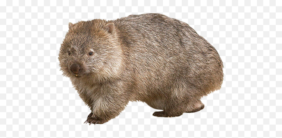 Animal Australia Cute Sticker - Little Wombat Emoji,Wombat Emoji