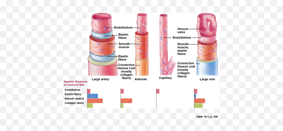 Vertebrate Phys - Blood Vessels And Blood Pressure Cylinder Emoji,Emotions Influecne Autonomic Resctions Primarlt Fhrough Thevintsgration In The