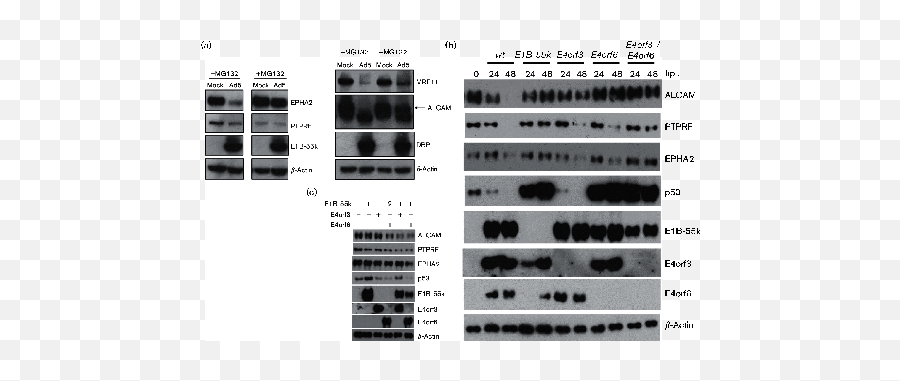 Comparison Of Protein Expression During Wild - Type And E1b Dot Emoji,Allued Emoticon Gif