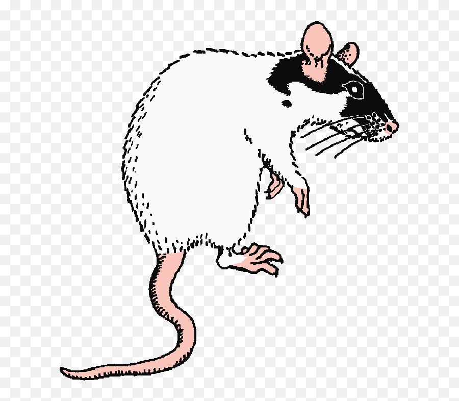 A Lesson From Rats - Pet Rat Clipart Black And White Emoji,Rat Faces Emotions