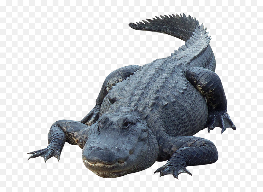 Wild Animals - Alligatore Png Emoji,Dinosaur Emoji Instead Of Alligator