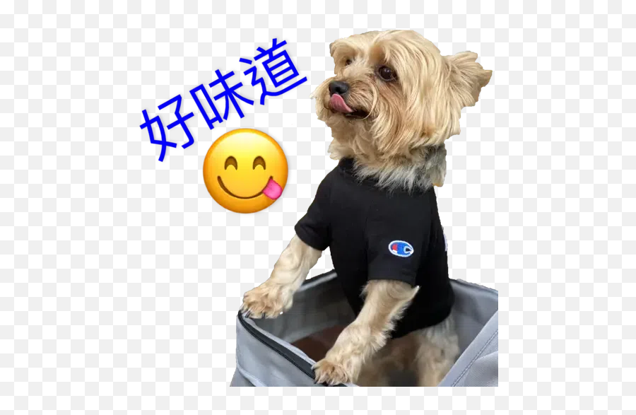 Bagel Whatsapp Stickers - Stickers Cloud Dog Clothes Emoji,Collar Emoticon