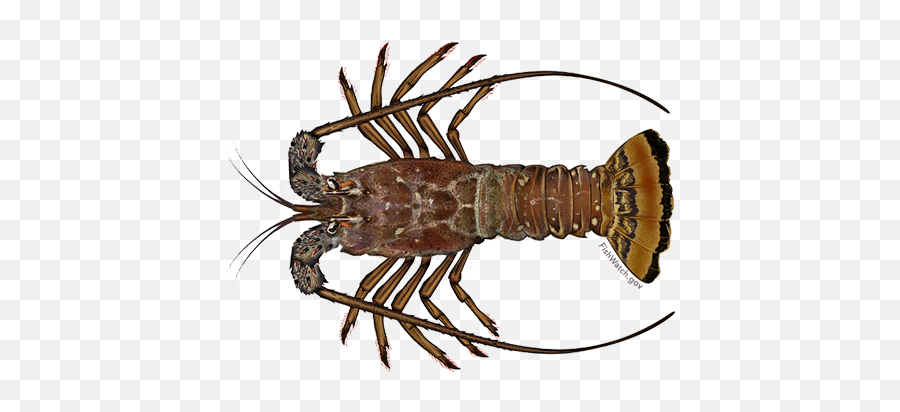 Lobster Posted By Ethan Sellers - Puerto Rican Lobster Emoji,Emoji Day Lobster