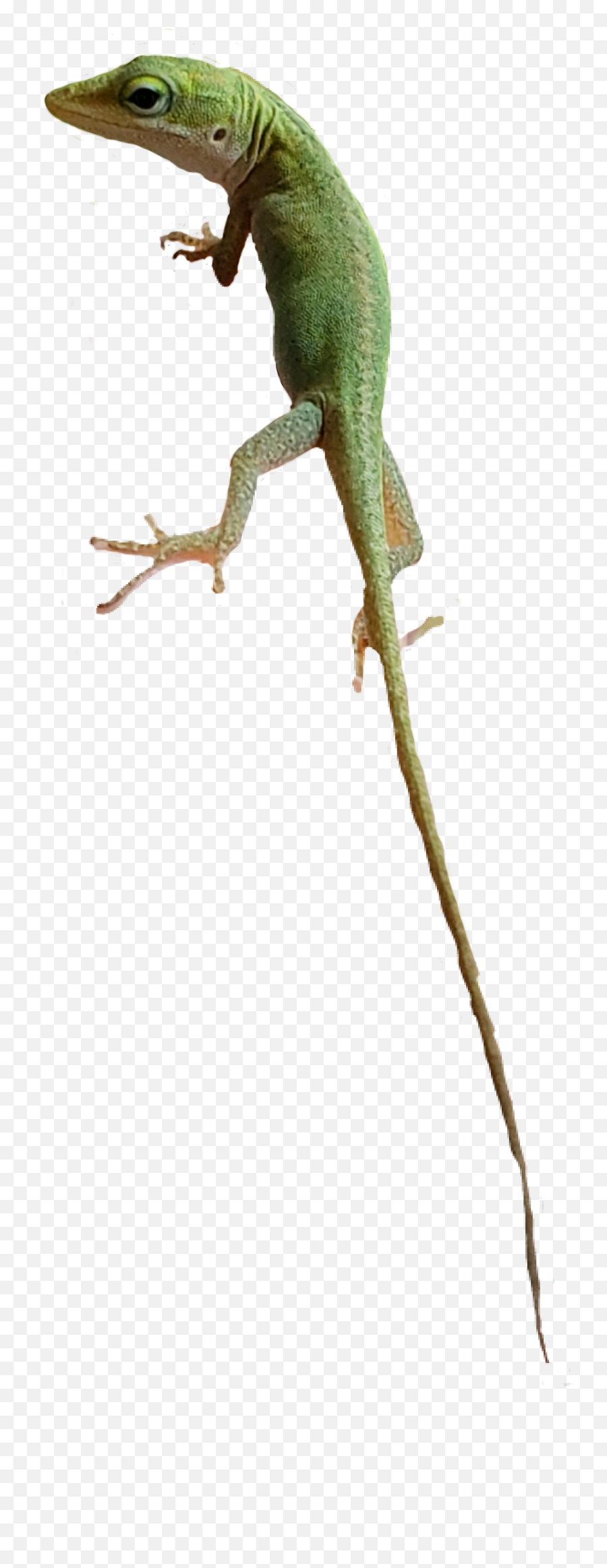 Lizard Sticker By Shadow - Agamid Lizards Emoji,Lizard Emoji