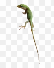 Lizard Sticker By Shadow - Agamid Lizards Emoji,Lizard Emoji