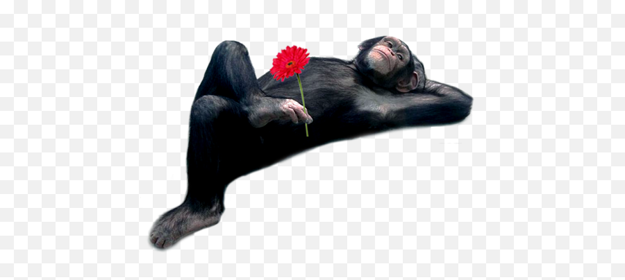 Monkey And Rose Png Official Psds Emoji,Chimpanzee Emoji Png
