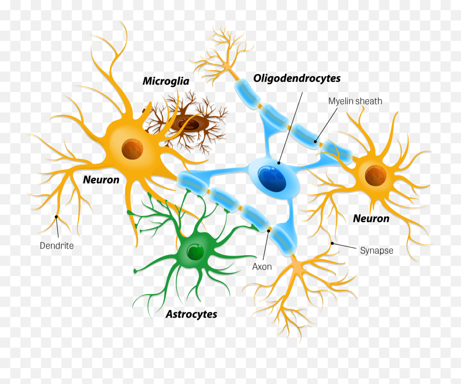 Toxtutor - Neurotoxicity Neurons And Glial Cells Emoji,Neurotransmitters And Emotions