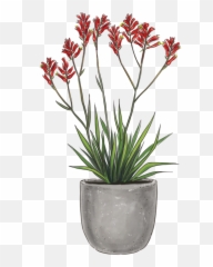 Amber Velvet Kangaroo Paw Anigozanthos Lively Root Emoji,Amber Color Heart Emoji