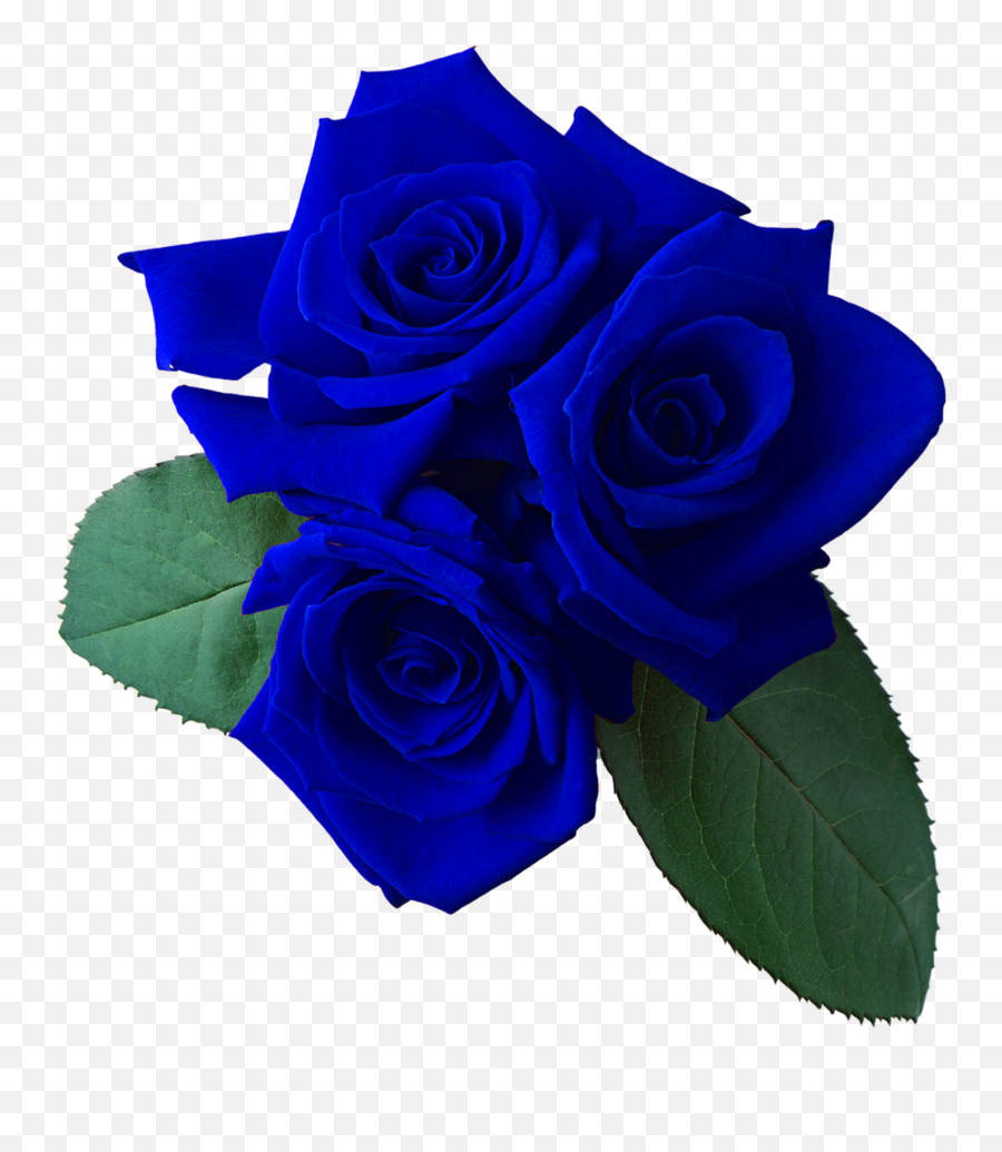 Mq Blue Rose Roses Flowers Sticker By Marras - Flower Red Blue Rose Emoji,Blue Rose Emoji