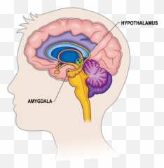 Response From Hijacking The Brain Part - Amygdala And Hippocampus Emoji,Brain Parts And Emotions