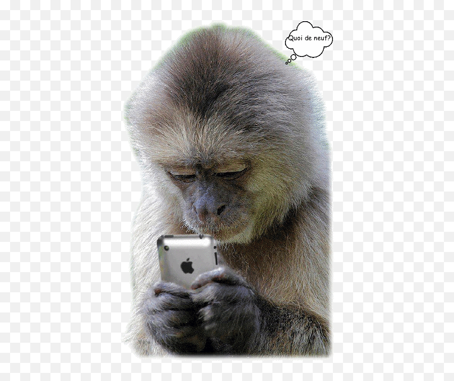 Pin Em Gifs And Gifs - Monkey Texting Emoji,Phobia Of Emojis