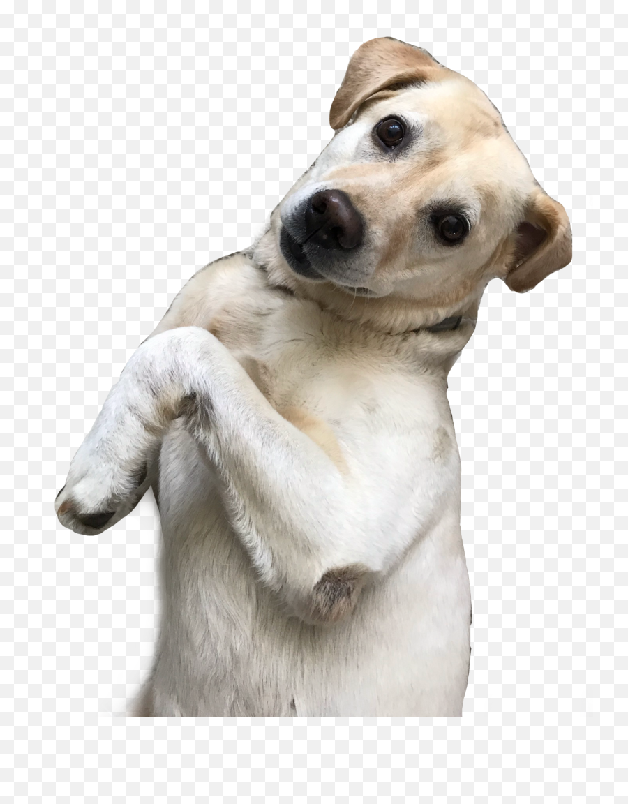 The Most Edited Funnydog Picsart - Collar Emoji,Bye Dog Facebook Emoticon